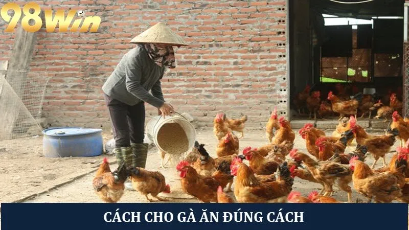 Cách cho gà ăn đúng cách từ A - Z dành cho người mới